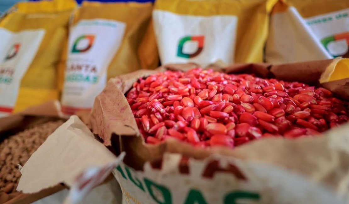Planta Alagoas distribui 400 toneladas de sementes de milho em 2025 e beneficia 45 mil agricultores familiares