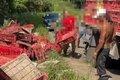Caminhão com carga de frangos vivos tomba na AL-210, em Viçosa