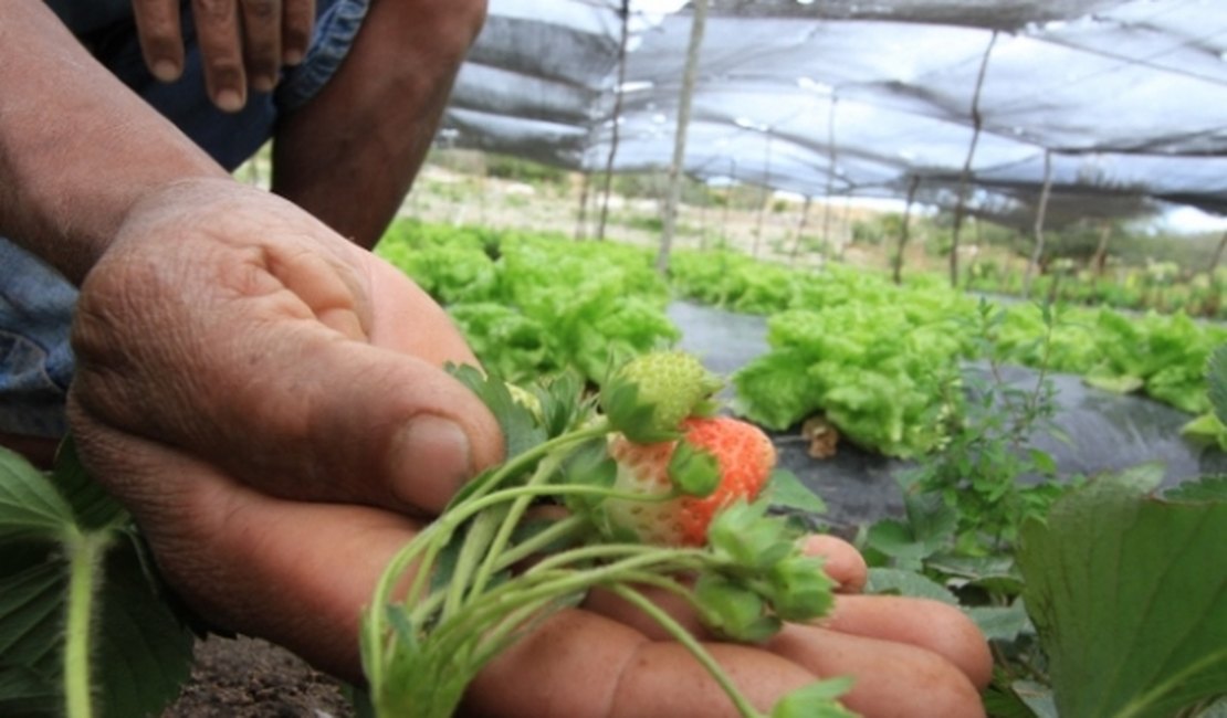 Embrapa percorre o Canal do Sertão e discute projetos para agricultura familiar