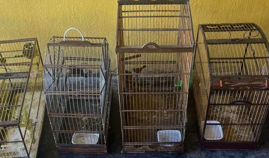 BPA resgata sete aves silvestres que estavam em gaiolas e apreende espingarda, em Arapiraca