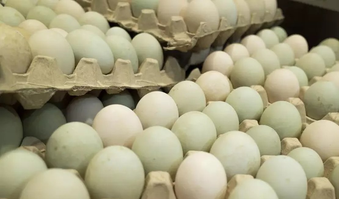 Gripe aviária: ministério rastreia e manda destruir ovos para incubação vindos de granja infectada
