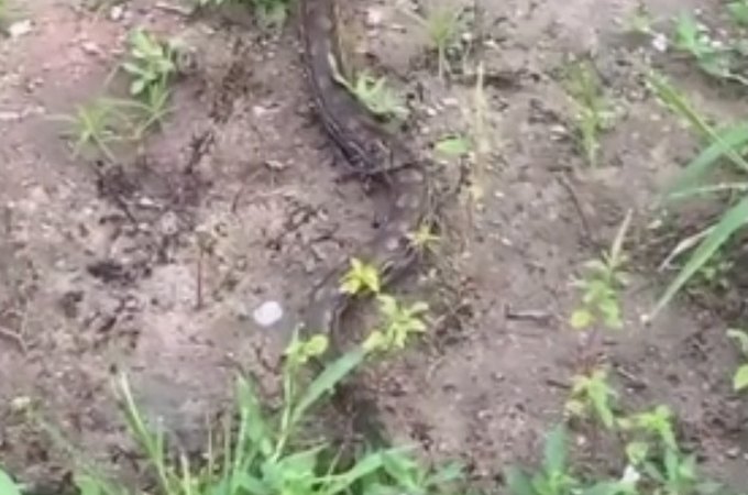 Jiboia é flagrada em área de mata na Ladeira do Claudenor, em Arapiraca
