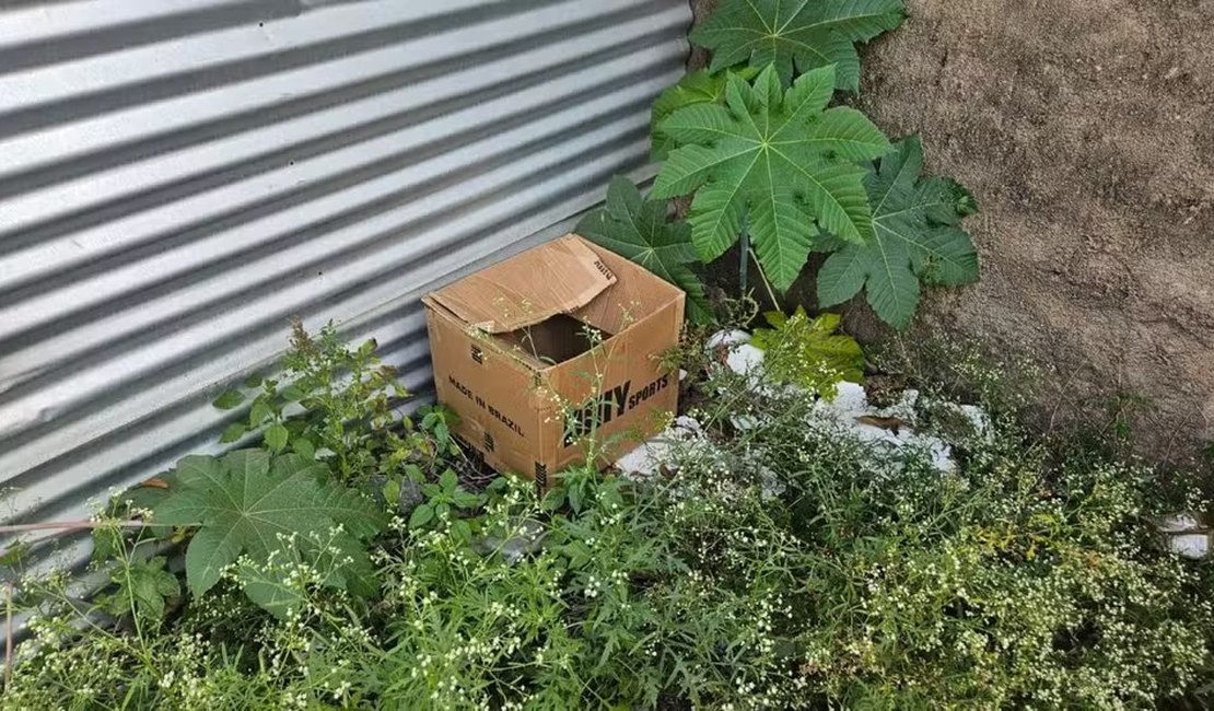 Recém-nascido é resgatado ainda com a placenta em caixa de papelão em MG