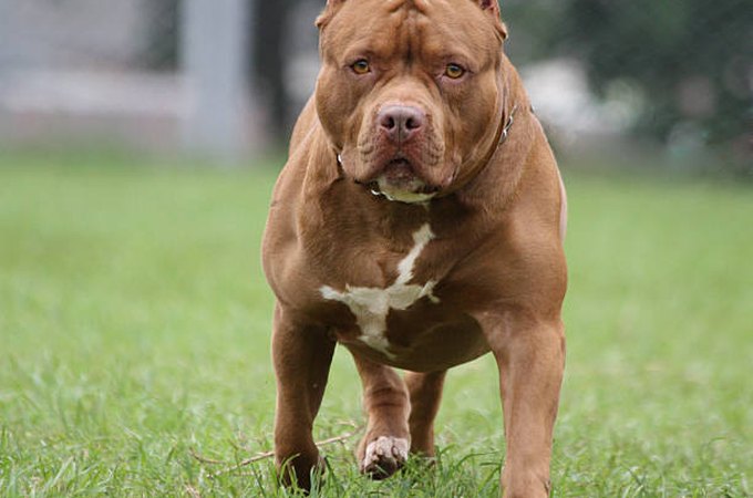 Pitbull se solta de corda e mata cachorro em residência vizinha, em Arapiraca