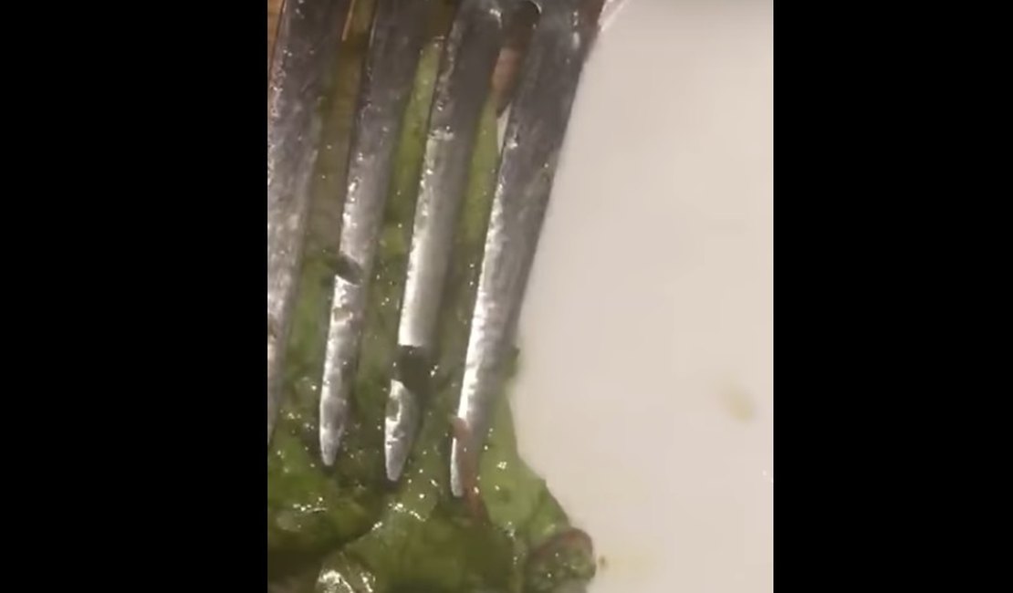 Cliente acha bicho vivo e se movendo em salada em restaurante de Maceió