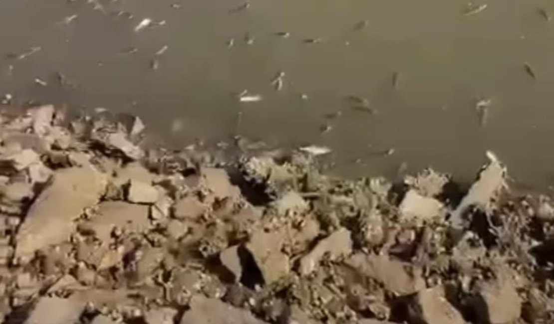 Vídeo mostra grande quantidade de peixes mortos em rio na Barra de Santo Antônio