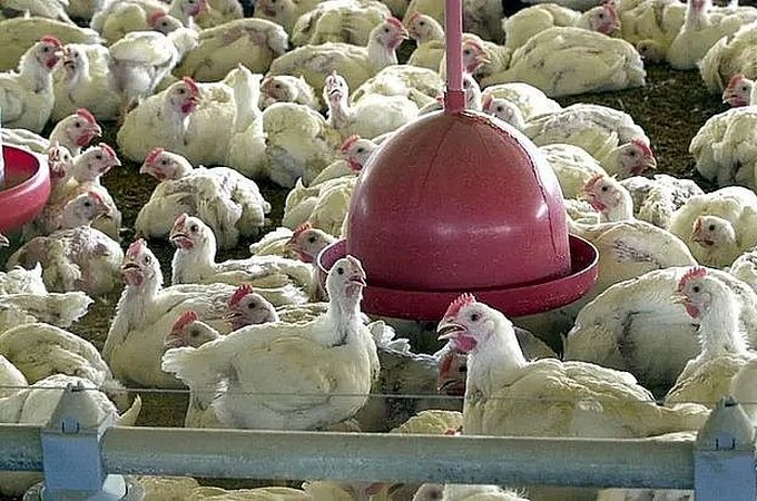 Agricultura confirma caso de gripe aviária em município do RS