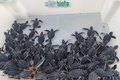 Biota faz soltura de filhotes de tartaruga em Guaxuma