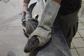 Período chuvoso aumenta a presença de animais silvestres em áreas urbanas