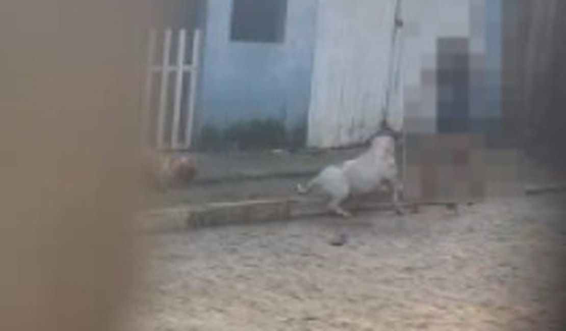 Vídeo mostra cachorro morto em calçada após ataque de pitbull; caso teria acontecido em Arapiraca