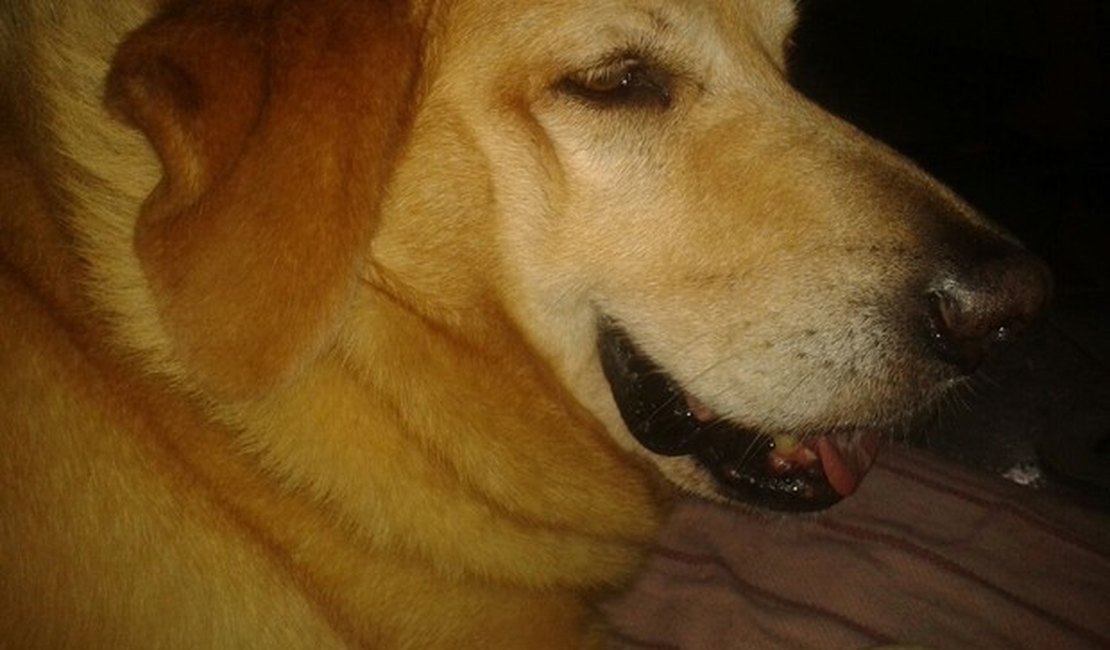 Idoso mata cadela com golpes de foice na frente da dona