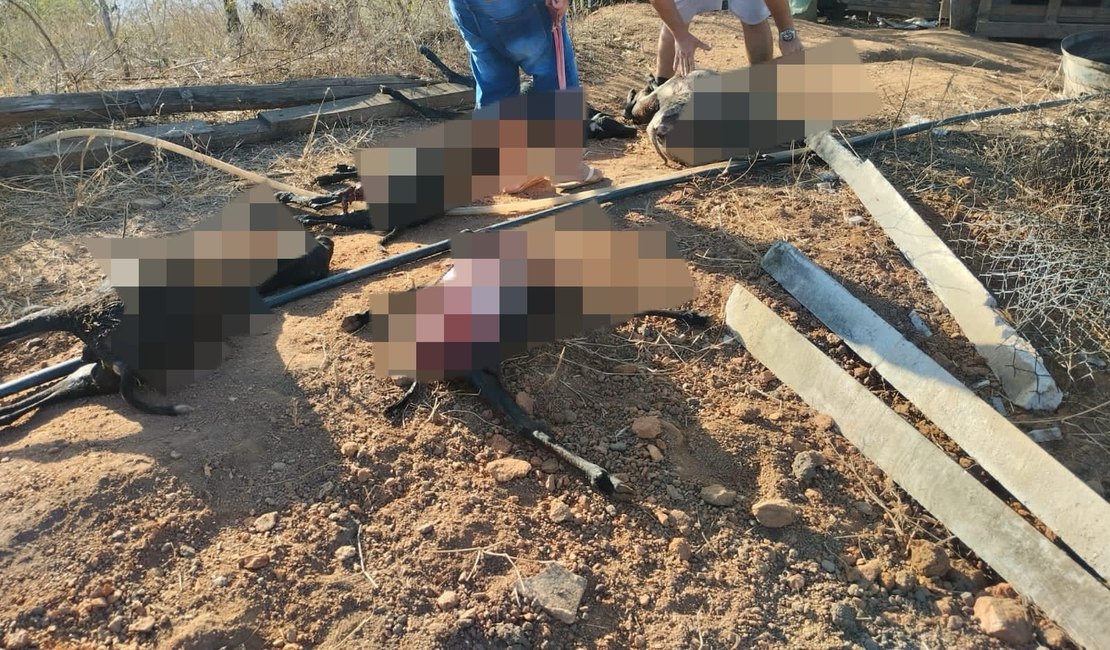 Vídeo. Mistério no Agreste alagoano: animais são encontrados esquartejados e populares especulam causa da morte