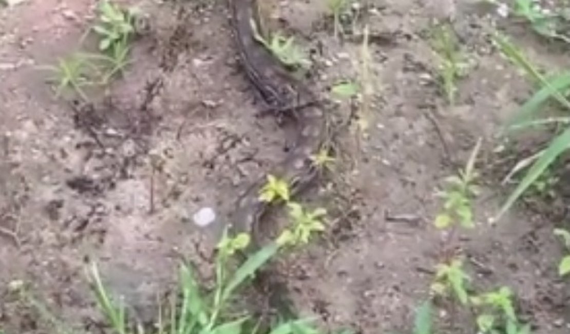 Jiboia é flagrada em área de mata na Ladeira do Claudenor, em Arapiraca