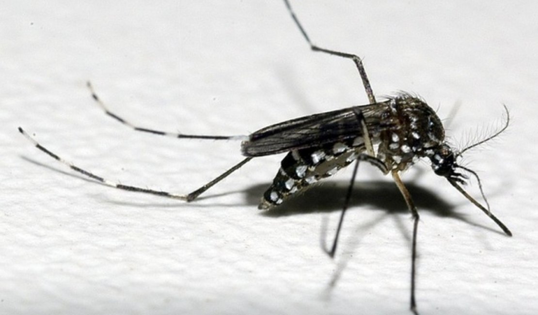 Estudo aponta que nova linhagem do vírus da zika está em circulação no Brasil