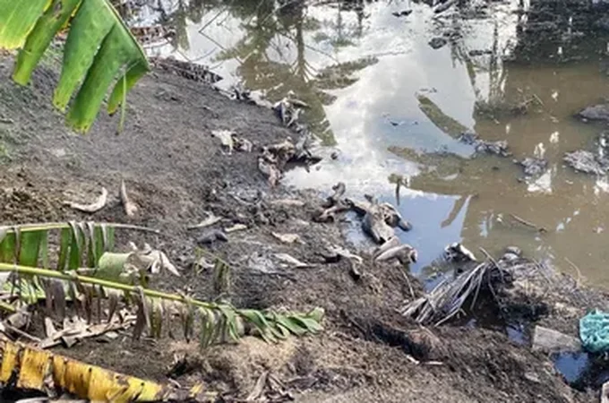 Maus-tratos e carcaças às margens de rio: abatedouro clandestino é autuado em Alagoas