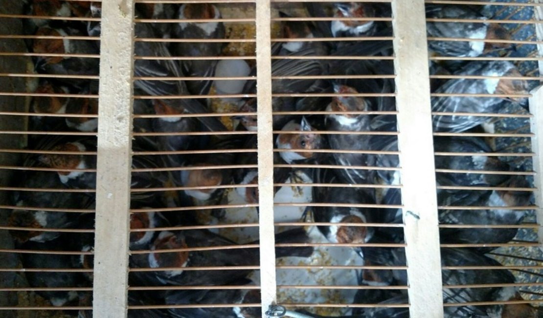 MP/AL apreende mais de 500 animais silvestres em feiras livres