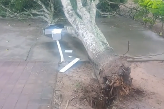Queda de árvore é registrada na Área Verde, em Arapiraca
