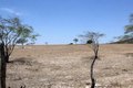 Alagoas foi um dos estados que teve agravamento da seca em abril, diz agência