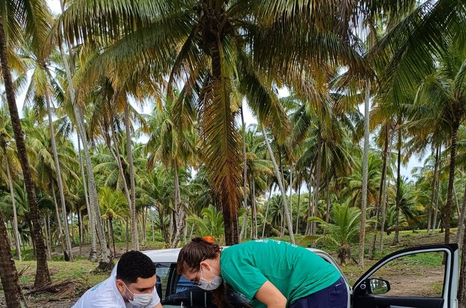 Instituto Biota resgata tartaruga-verde com trauma craniano na praia de Ipioca
