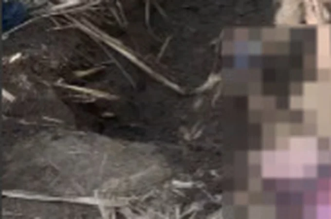 Cadáver enterrado em meio a canavial é encontrado em Penedo