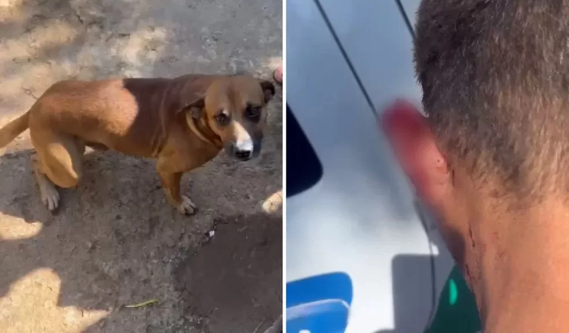Pirulito, cachorro caramelo arranca parte de orelha de ladrão de residência