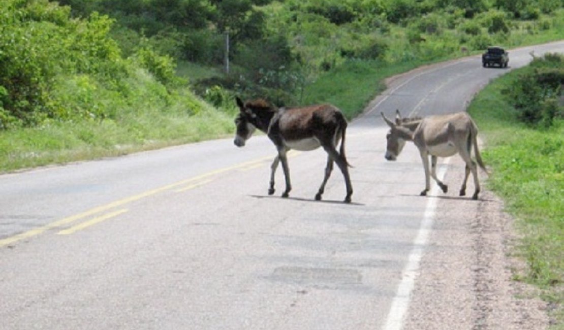 Animais soltos nas BRs causaram mais de 50 acidentes em um ano em Alagoas