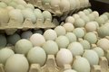 Gripe aviária: ministério rastreia e manda destruir ovos para incubação vindos de granja infectada