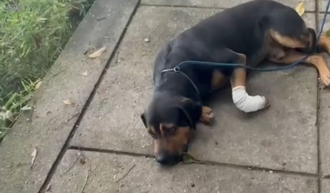 VÍDEO: Cachorro é baleado após ser 'jurado de morte' por traficantes em comunidade carioca