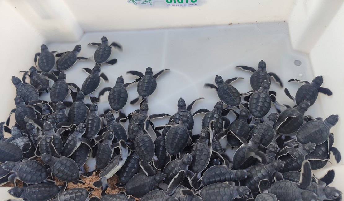 Biota faz soltura de filhotes de tartaruga em Guaxuma