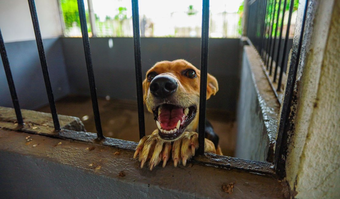 Meu Amigo Pet inicia mutirão voltado a tutores de baixa renda em Arapiraca