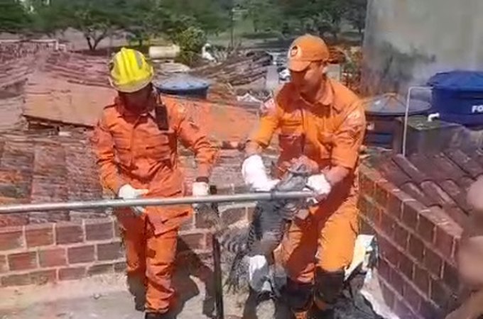 Jacaré é resgatado de laje de residência em Arapiraca