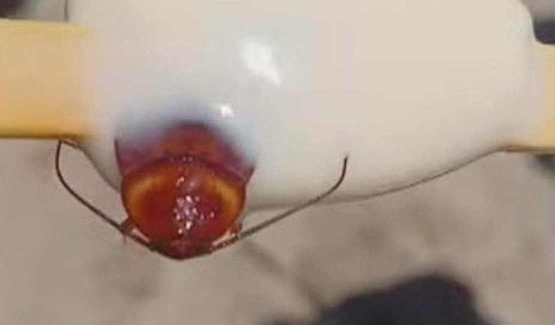 Fábrica de sorvetes é interditada após mulher encontrar barata dentro de picolé