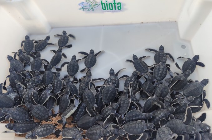 Biota faz soltura de filhotes de tartaruga em Guaxuma