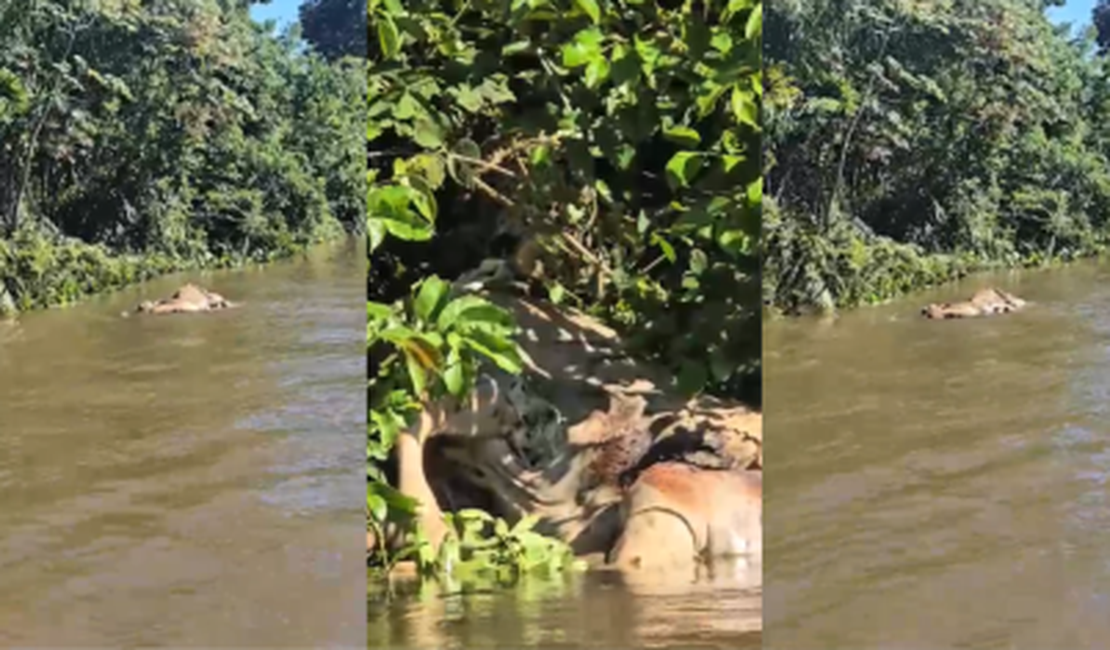 Onça arrasta boi em rio no Pantanal