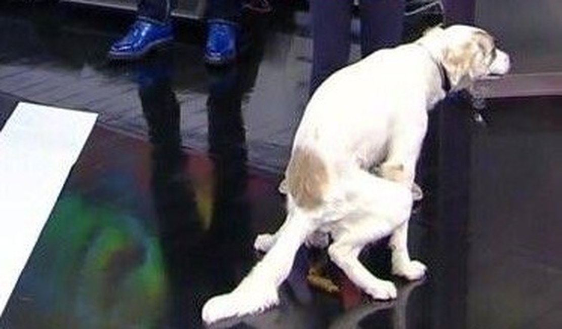 Ao vivo, cachorro faz cocô e dá trabalho à equipe de limpeza do Faustão