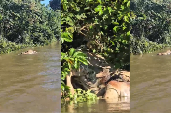 Onça arrasta boi em rio no Pantanal