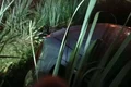 Com marcas de tiros pelo corpo, homem é encontrado morto dentro de carro em canavial, em Maceió