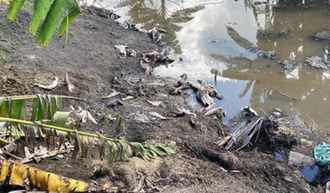 Maus-tratos e carcaças às margens de rio: abatedouro clandestino é autuado em Alagoas