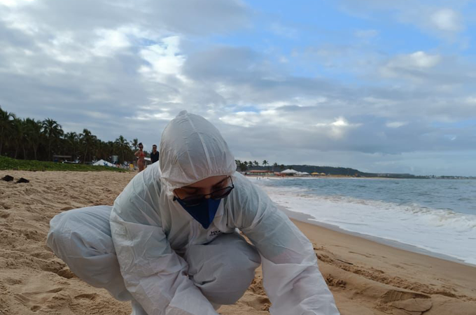 Pinguim é encontrado na Praia do Gunga, em Alagoas, e mobiliza biólogos
