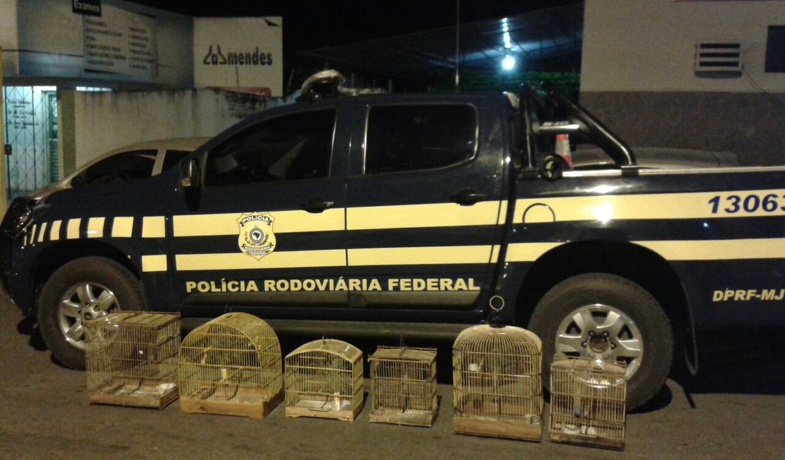 Polícia Rodoviária Federal prende cinco pessoas no Sertão de Alagoas