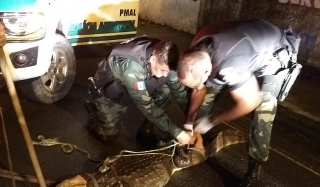 Batalhão Ambiental captura jacaré do papo amarelo no Distrito Industrial, em Maceió