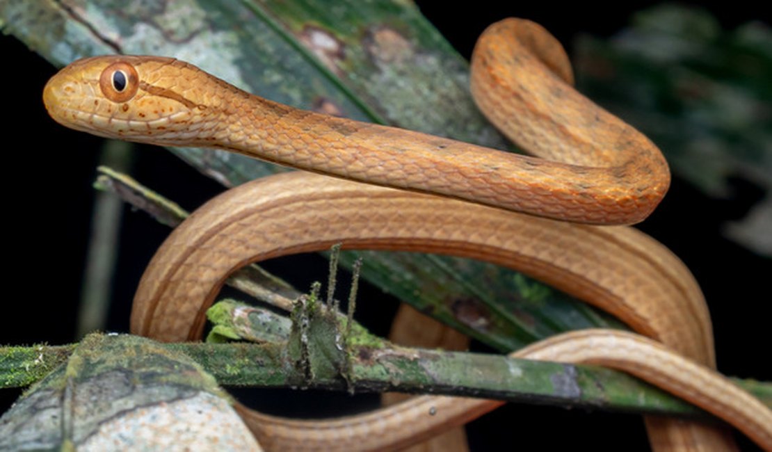 Cobras pequenas são encontradas em pia na cozinha de residência em Arapiraca