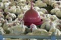 Agricultura confirma caso de gripe aviária em município do RS