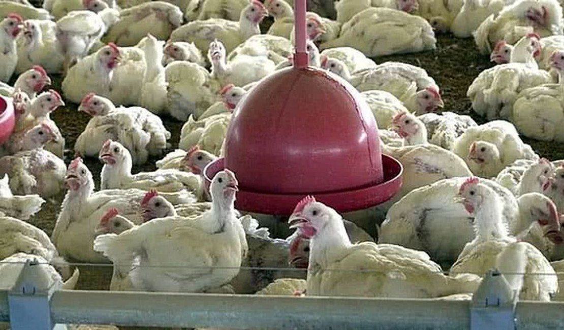 Brasil se autodeclara livre da gripe aviária após etapa de isolamento