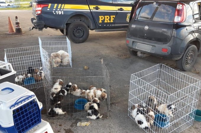 PRF de Sergipe resgata mais de vinte filhotes de Shih-Tzu que seriam entregues a Pet Shop de Arapiraca