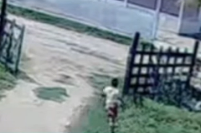 Em vídeo com repercussão nacional, menino salva primo de 5 anos de manada de bois, em Palmeira dos Índios; assista