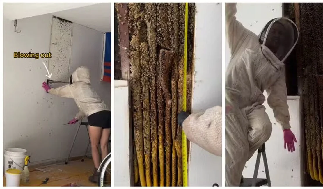 Influenciadora descobre colmeia com 80 mil abelhas e retira 22kg de Mel