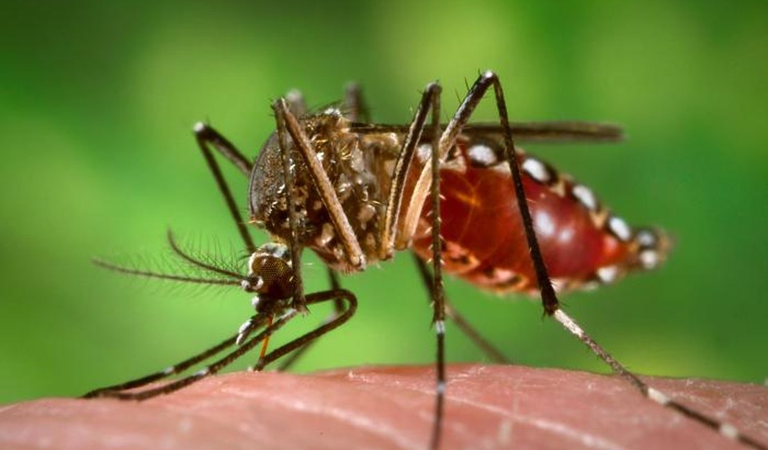 Suposta epidemia de chikungunya deixa Mata Grande em alerta