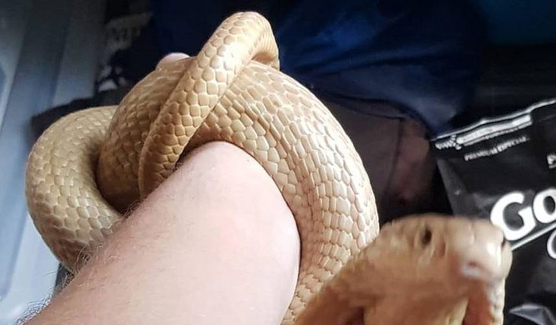 Estudante de veterinária fica em coma após ser picado por cobra Naja