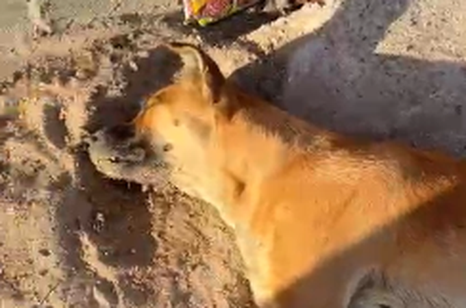 Animais voltam a ser mortos por envenenamento em residencial no bairro Bom Sucesso